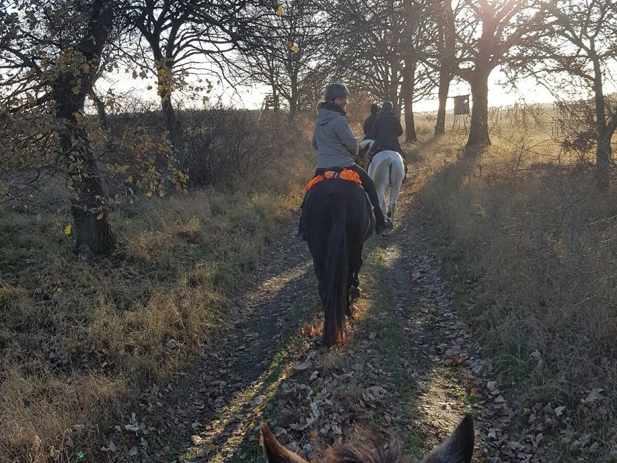 Yoga und Reiten